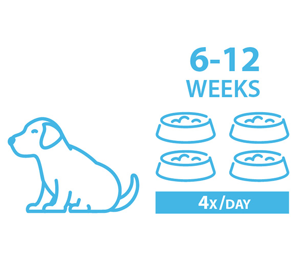 how often should i feed my 4 month old puppy