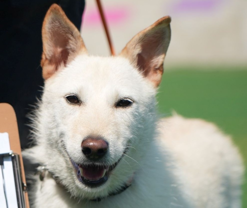 jindo dog