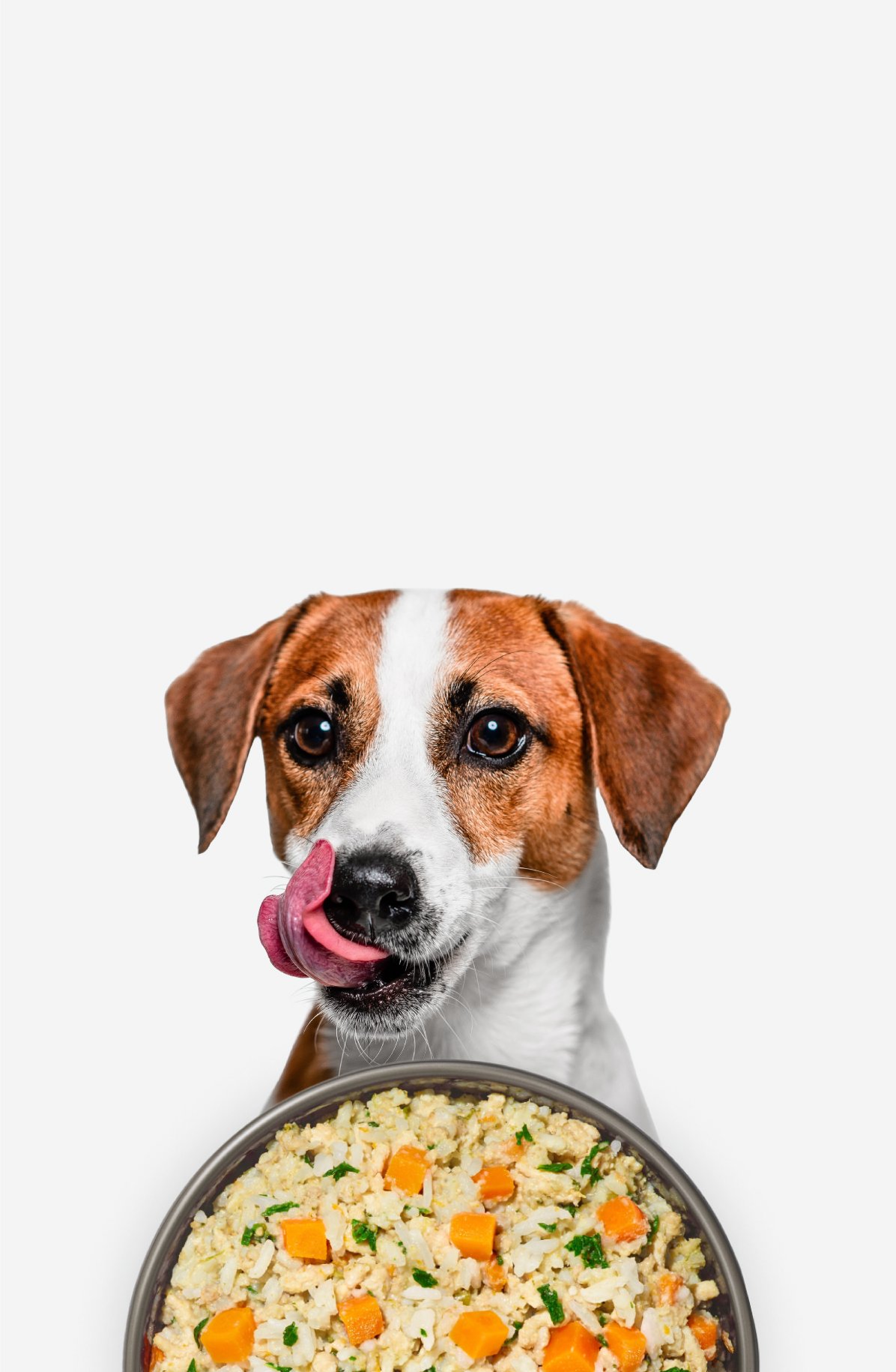 picture of a happy dog with an overlay of fresh dog food bowl